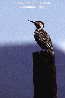 Figura 14.jpg (9524 bytes)